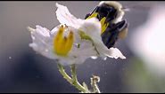 Slo-Mo Footage of a Bumble Bee Dislodging Pollen