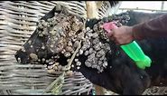 Bovine Papilloma l warts l पशुओं में मस्सों को उपचार l papillomatosis l dr umar khan