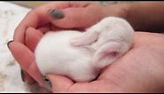 Newborn Baby Bunnies Snuggle and Sleep