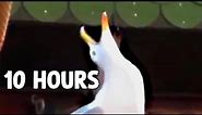 Laughing Seagull (Meme) 10 Hours