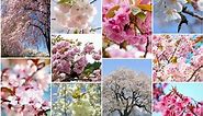 10 Exotic Types of Japanese Cherry Blossom Trees You'll Fall in Love With | LIVE JAPAN travel guide