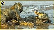 The Greatest Battle In The Animal Kingdom | Lion VS Crocodile