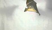 Bats in Slow Motion 1