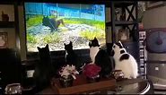 Cats Watching T.V.