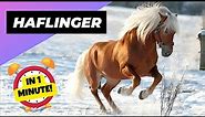 Haflinger - In 1 Minute! 🐴 One Of The Most Beautiful Horses In The World | 1 Minute Animals
