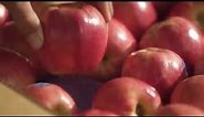 Pacific Rose Apple: From orchard to store