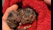 Vampire bats share blood, call each other to prey