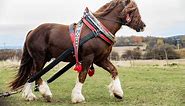 12 Tall Horse Breeds [Some of the Tallest in the World]