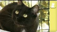 Black cat ignored, thought of as bad luck - Unadoptables