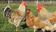 Bielefelder Chickens | Large Dual Purpose Birds