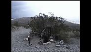 Desert humor & oddities: Crankshaft Crossing, Death Valley 2004