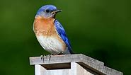 Eastern Bluebird Identification, All About Birds, Cornell Lab of Ornithology