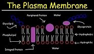 Fluid Mosaic Model of the Plasma Membrane - Phospholipid Bilayer