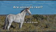 Are unicorns real?