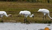 Nature: Whooping Cranes