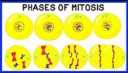 Phases of Mitosis and Cell Division