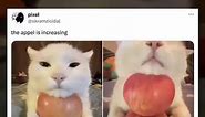In 4th place - Cat With Apples: February 2024 Meme Of The Month | Know Your Meme