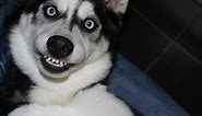 Funniest Husky Videos | Funny And Cute Dog Videos Compilation