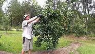 HOW TO SUMMER PRUNE APPLE AND PEAR TREES