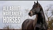 Warlander Horses: Everything You Need to Know