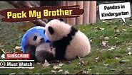 Naughty Panda "Packing" His Younger Bro Like A Take-Out Bucket | iPanda
