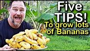5 Tips How to Grow a Ton of Bananas in the Backyard