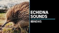 Echidna sounds recorded by researchers for first time