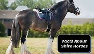 Shire Horse Facts, Colors & Everything You Need to Know