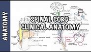 Spinal Cord - Clinical Anatomy and Physiology (dermatomes, blood supply, shingles, lumbar puncture)