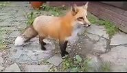 Top 5 Foxes