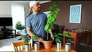 How to grow lemon trees from seed - Everything you need to know (Applies to all citrus seeds)