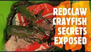 REDCLAW QUEENSLAND SECRETS EXPOSED 4 CATCHING RED CLAW REDCLAW FISHING QUEENSLAND RED CLAW YABBIES