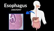 Esophagus (Parts, Curvatures, Constrictions, Layers) - Anatomy