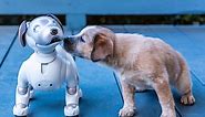 Review | Aibo the robot dog will melt your heart with mechanical precision