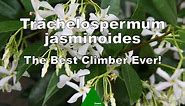 Trachelospermum jasminoides - The Best Climber Ever!