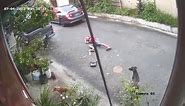 Man laying on ground is ran over (driver later arrested)
