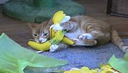 4 Cats 50 Catnip Bananas!