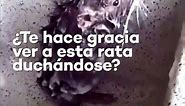 La verdad sobre el cruel video viral de la rata que se baña sola
