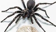 Venomous Spider Named Hercules Sets Record with His Giant Size: 'Biggest Fangs I've Ever Seen'