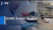 Huntingtin Exon1 Monomer and Fibrils Synthesis by SUMO Fusion Strategy | Protocol Preview