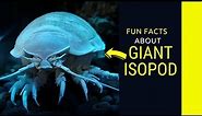 The Untold Secret To Giant Isopod facts In Less Than Ten Minutes Awesome Facts About Giant Isopods