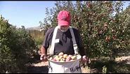 FRUIT PICKING BAG - Harvesting Tip: Awesome & Easy Way to Harvest and Pick Your Fruit!