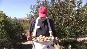 FRUIT PICKING BAG - Harvesting Tip: Awesome & Easy Way to Harvest and Pick Your Fruit!