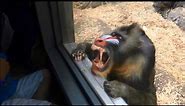Baboon shows off funny faces