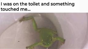 Frog Memes