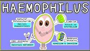 Haemophilus Microbiology: Morphology, Pathogenesis, Diagnosis, Treatment