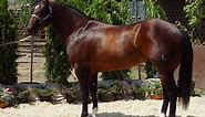 Hungarian Warmblood Horse Info, Origin, History, Pictures