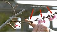 Peach Trees’ Unique Structure: How They Grow, Bloom, and Fruit