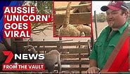 REAL LIFE UNICORN | Bizarre video of an Australian creature goes viral | 7NEWS
