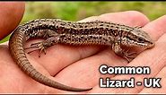 The Common Lizard - A Wonderful Reptile Explained - UK - 4K